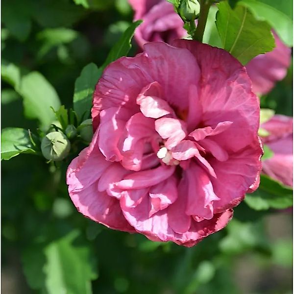Hochstamm Garteneibisch Flower Tower Ruby 80-100cm - Hibiscus syriacus günstig online kaufen