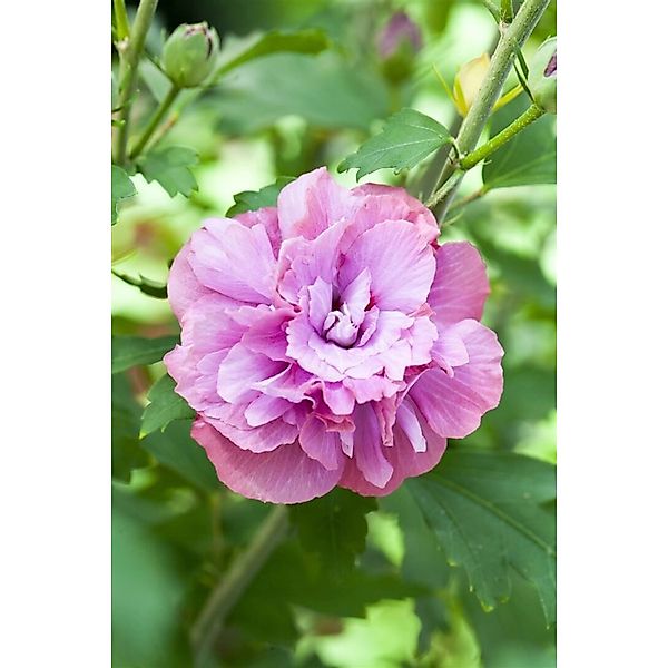 Hibiscus Syriacus Garteneibisch 40-60 cm günstig online kaufen