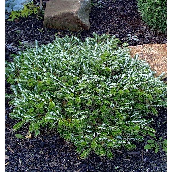 Gedrungene Zwerg Koreatanne Alpin Star 30-40cm - Abies koreana günstig online kaufen