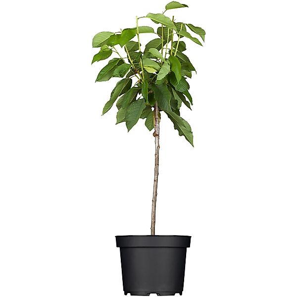 GROW by OBI Bio Süßkirsche Sunburst Rot Höhe ca. 120 - 140 cm Topf ca. 7 l günstig online kaufen