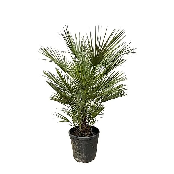 Exotenherz Zwergpalme Chamaerops Humilis 30cm Topf 150cm Hoch günstig online kaufen