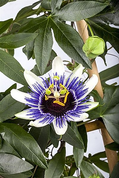 Pflanzen für Dich Kletterpflanze Passiflora cearulea, 1 St., Blaue Passions günstig online kaufen