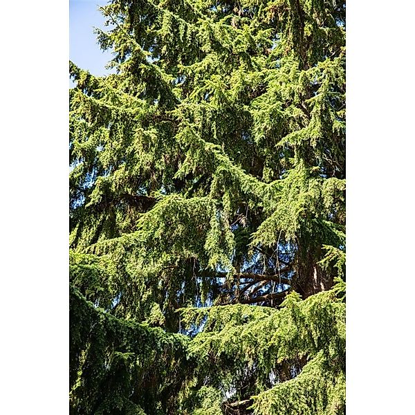 Tsuga Heterophylla Westamerikanische Hemlocktanne 80–100 cm günstig online kaufen