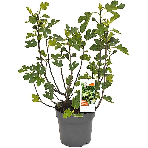GROW by OBI Feigen Busch Firoma Höhe ca. 42 cm Topf 6 l Ficus carica günstig online kaufen