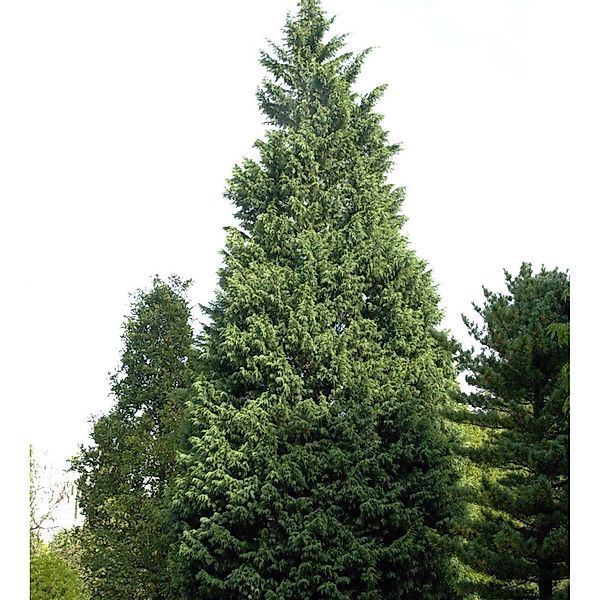 Leyland-Zypresse Pyramidalis 100-125cm - Cupressocyparis leylandii günstig online kaufen