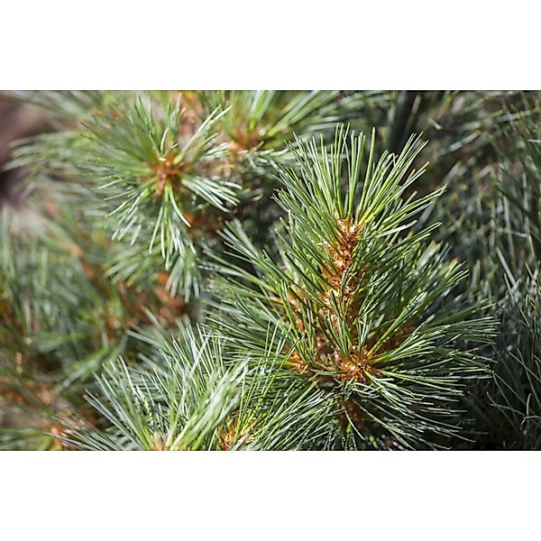 Pinus Strobus Macopin Weymouth-Kiefer Kompakt 100–125 cm günstig online kaufen
