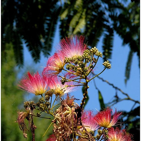 Seidenakazie Evis Pride - Schlafbaum 100-125cm - Albizia julibrissin günstig online kaufen