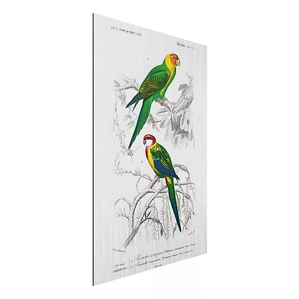 Alu-Dibond Bild Blumen - Hochformat 2:3 Vintage Lehrtafel Zwei Papageien Gr günstig online kaufen