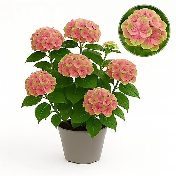 Exotenherz Hortensia Hydrangea Magical Green Fire Rosa Grün 6-10 Blühten Po günstig online kaufen