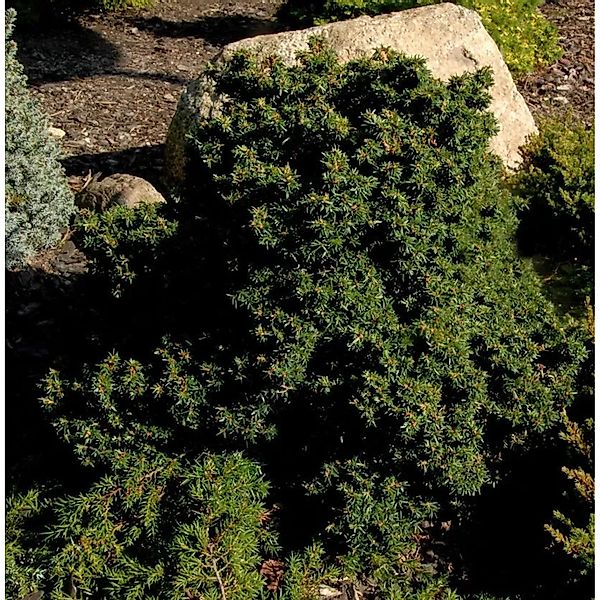 Kompakte Zwerg Hemlocktanne Miniatur 40-50cm - Tsuga canadensis günstig online kaufen