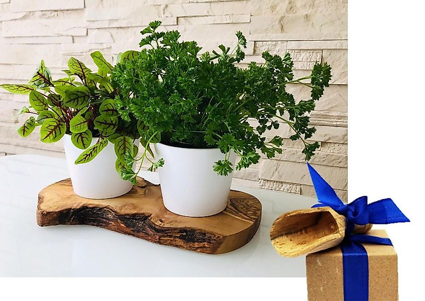 Olivenholz-erleben Kräuterbeet 2er Kräuterstation auf Olivenholz-Sockel (Se günstig online kaufen