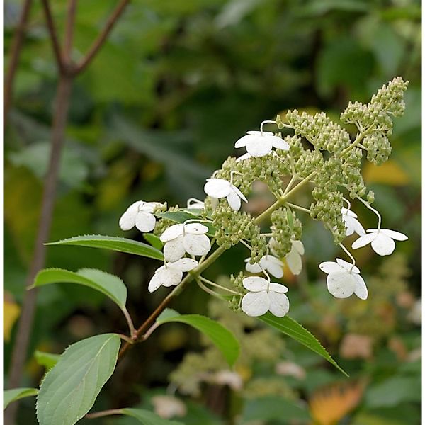 Hochstamm Rispenhortensie Levana 100-125cm - Hydrangea paniculata günstig online kaufen