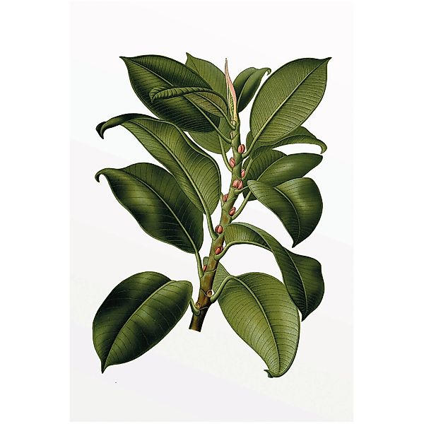Komar Wandbild Elastica Tree 50 x 70 cm günstig online kaufen