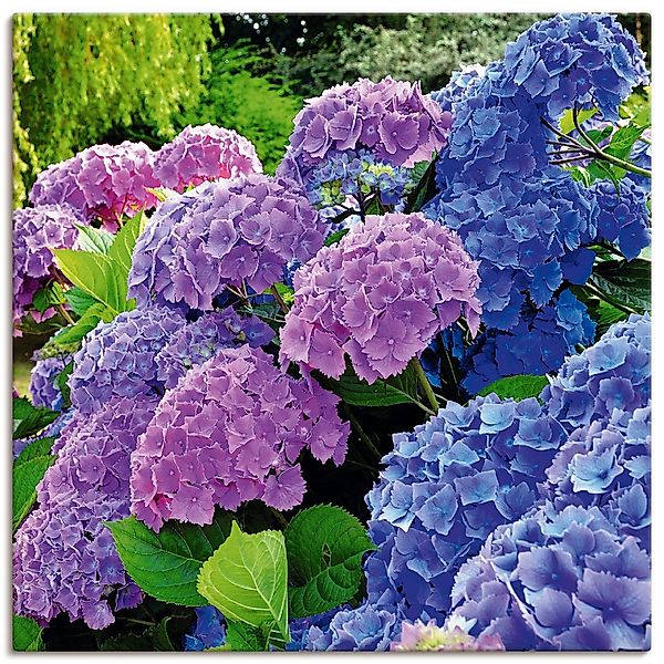 Artland Wandbild "Hortensien im Garten" Blumen 1 Stk. tlg. als Alubild, Lei günstig online kaufen