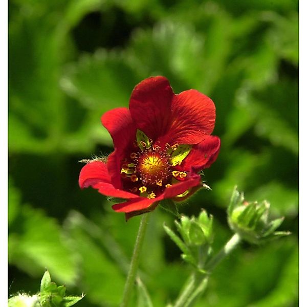 Fingerkraut Gibson Scarlett - Potentilla atrosanguinea günstig online kaufen