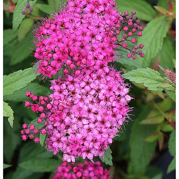 Roter Sommerspierstrauch Anthony Waterer 40-60cm - Spiraea japonica günstig online kaufen