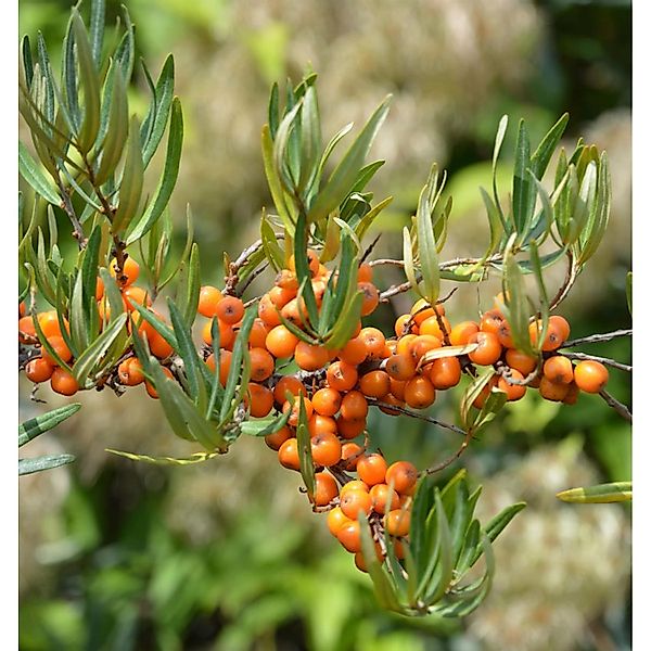 Sanddorn Vitaminhochzeit 80-100cm - Hippophae rhamnoides günstig online kaufen