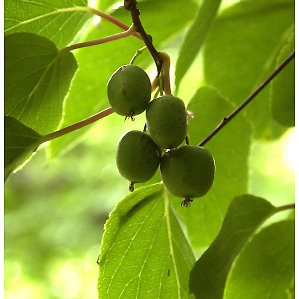 Mini-Kiwi Geneva 40-60cm - Actinidia arguta günstig online kaufen