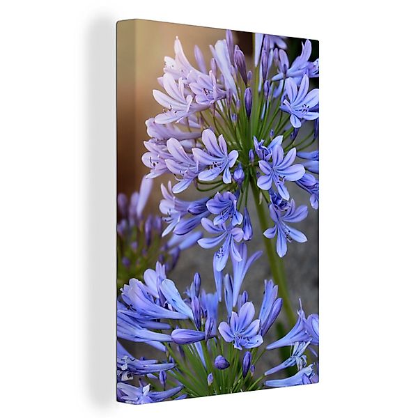 OneMillionCanvasses® Leinwandbild Nahaufnahme von Agapanthus-Blüten, Fotodr günstig online kaufen