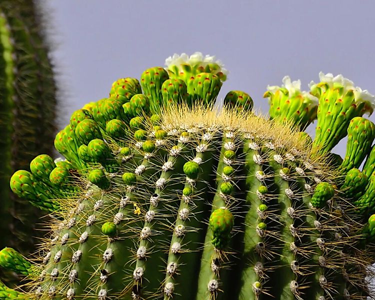 Fototapete "Kaktus Knospen" 4,00x2,50 m / Glattvlies Perlmutt günstig online kaufen