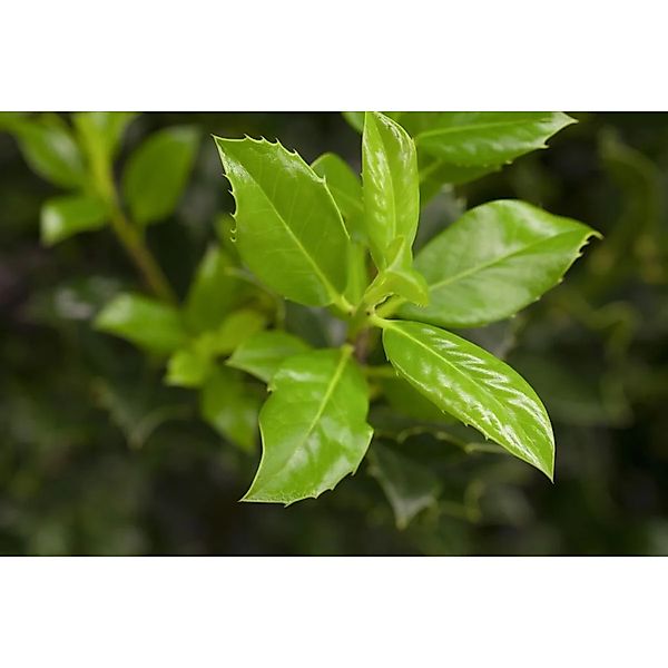 Ilex aquifolium 'J.C.van Tol' 60-80 cm günstig online kaufen