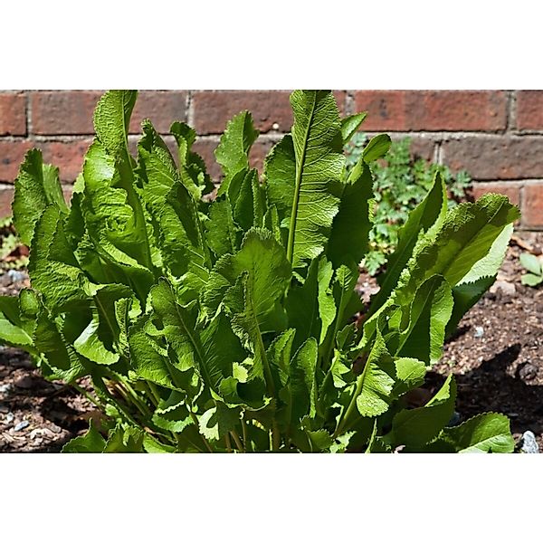 Pflanzen für Dich Staude Armoracia rusticana, 1 St., Meerrettich, Kren günstig online kaufen