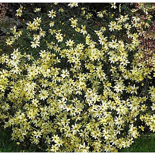 Mädchenauge Moonbeam - Coreopsis verticillata günstig online kaufen