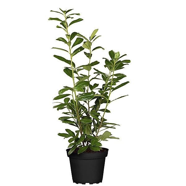 Prunus laurocerasus 'Novita' 60-80 cm günstig online kaufen
