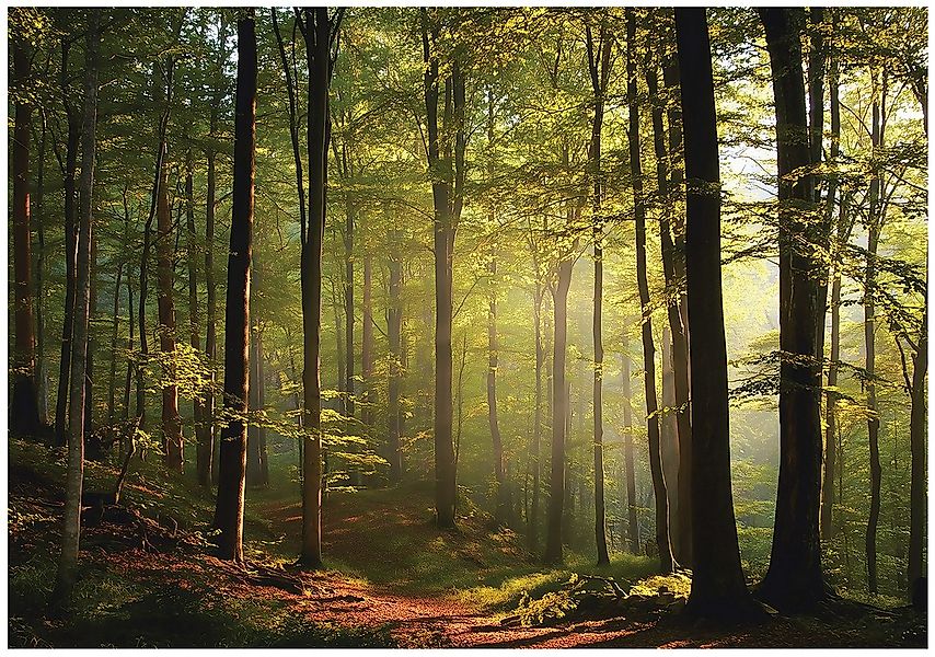 Wallarena Fototapete Wald Natur Grün Orange Vlies Tapete Wohnzimmer Schlafz günstig online kaufen