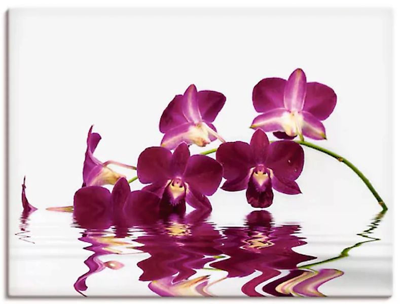 Artland Leinwandbild "Phalaenopsis Orchidee", Blumen, (1 St.), auf Keilrahm günstig online kaufen
