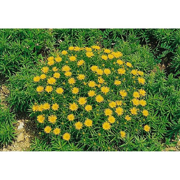 Inula Hirta Rauhaarige Alant Ca. 9x9 cm Topf günstig online kaufen