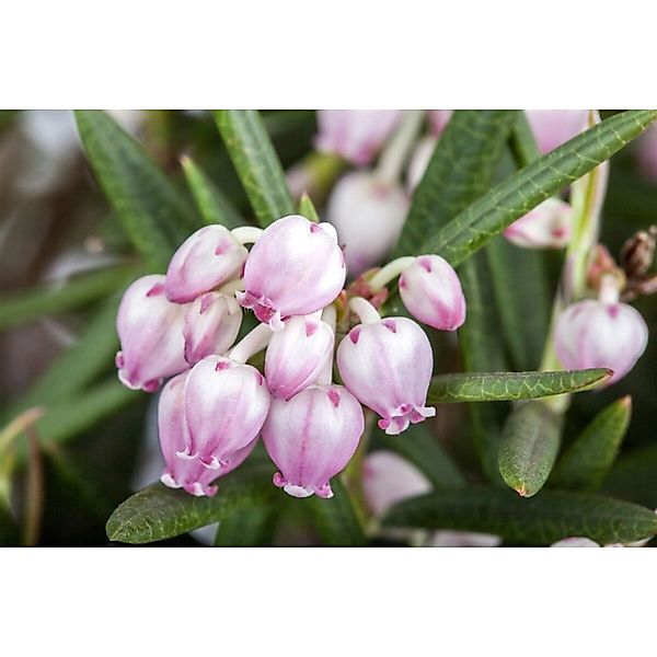 Andromeda Polifolia Rosmarinheide 30–40 cm günstig online kaufen