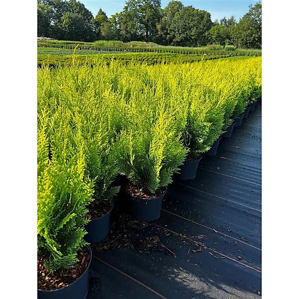 Chamaecyparis,awsoniana 'Stardust' 40-50 cm günstig online kaufen