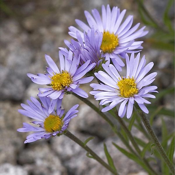 Alpenaster - Aster alpinus günstig online kaufen