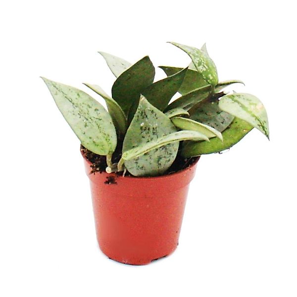 Exotenherz Minipflanze Hoya Krohniana Porzellanblume Ideal für Kleine Schal günstig online kaufen