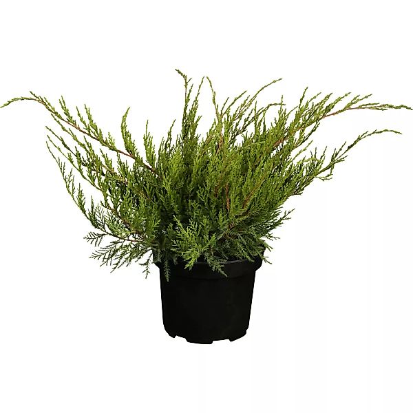OBI Strauch-Wacholder Mint Julep Höhe ca. 5 - 10 cm Topf ca. 2 l Juniperus günstig online kaufen