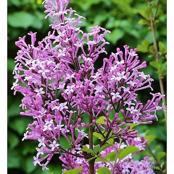 Edelflieder Red Pix 125-150cm - Syringa meyeri günstig online kaufen