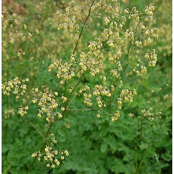 Kleine Wiesenraute - Thalictrum minus günstig online kaufen