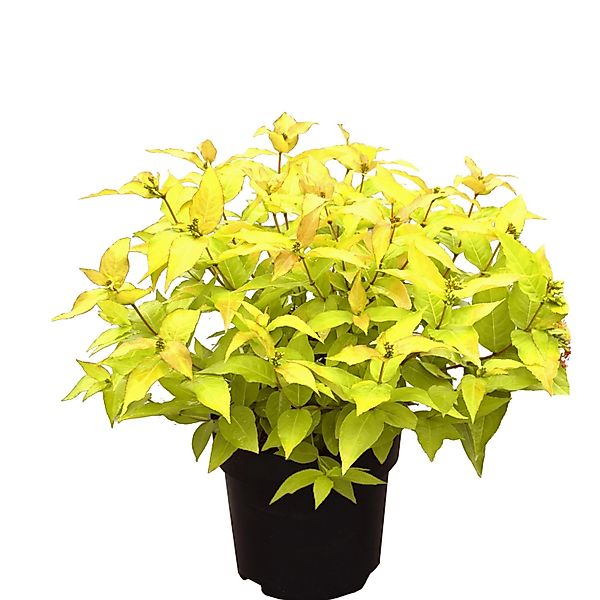 Amerikanische Weigelie Honeybee Höhe ca. 30-40 cm Topf ca. 6 l günstig online kaufen