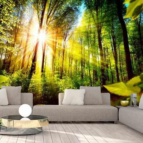 artgeist Fototapete Forest Hideout mehrfarbig Gr. 100 x 70 günstig online kaufen