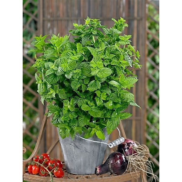 Mentha X Piperita Cinderella Pfefferminze Ca. 11x11 cm Topf günstig online kaufen