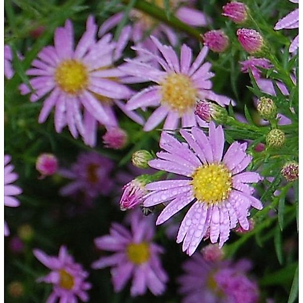 Myrtenaster Pink Star - Aster pringlei günstig online kaufen