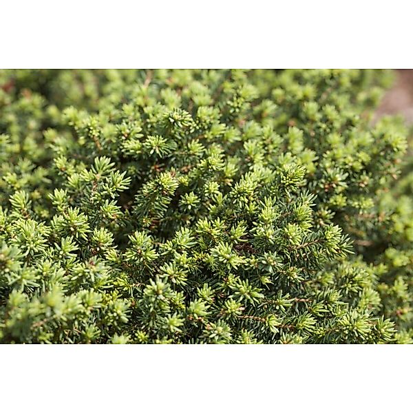 Picea Abies Little Gem Zwergfichte Kompakt 30–35 cm günstig online kaufen