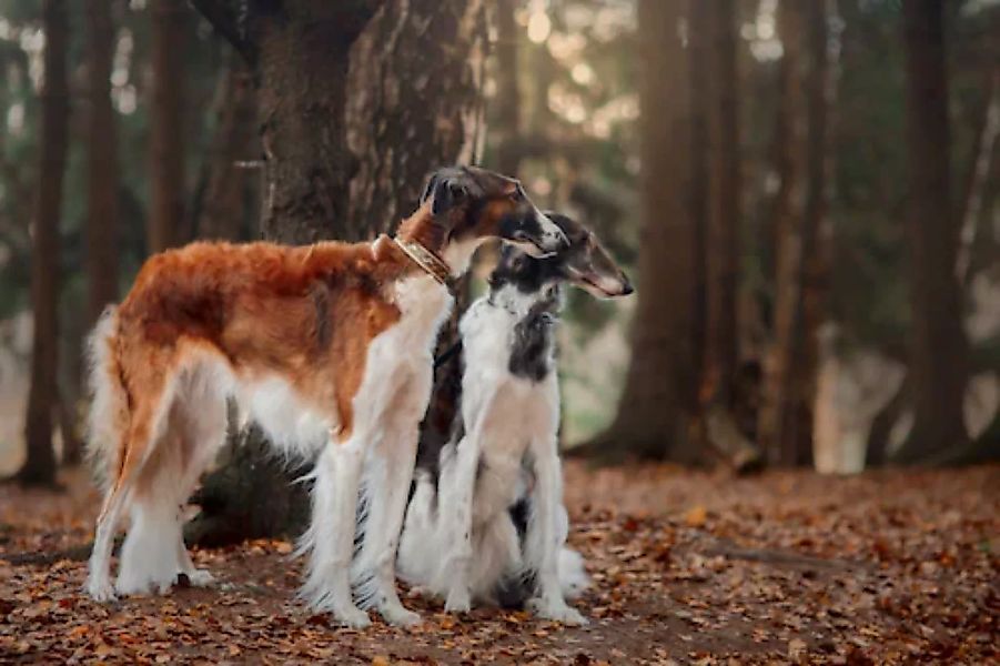 Papermoon Fototapete »BARSOI-HUND Tier-Portrait, langhaariger Welpe« günstig online kaufen