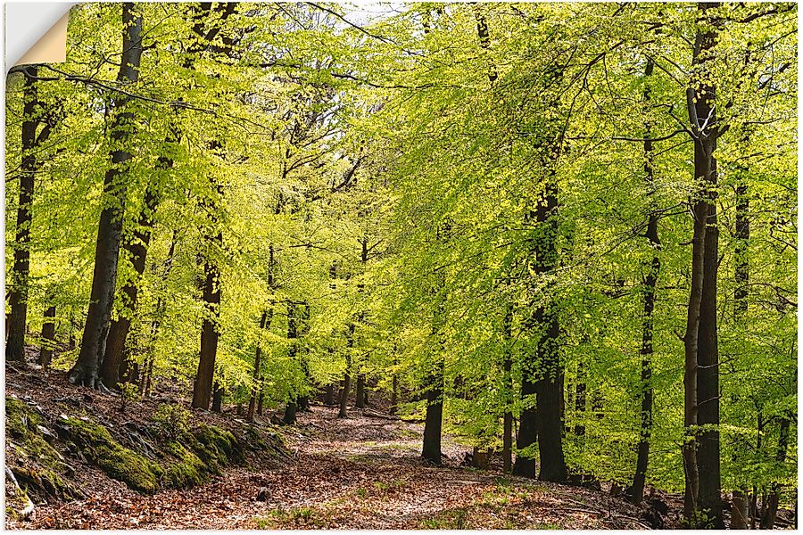 Artland Wandbild »Die Buchen im Frühling«, Wald, (1 St.), als Alubild, Outd günstig online kaufen