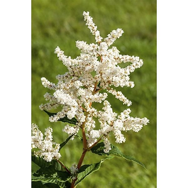 Astilbe Japonica Deutschland Prachtspiere Ca. 9x9 cm Topf günstig online kaufen