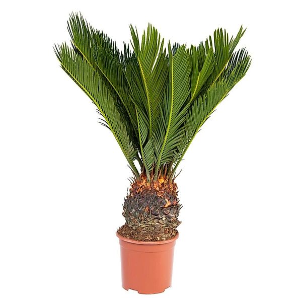 Exotenherz Japanischer Palmfarn Cycas Revoluta im 14cm Topf günstig online kaufen