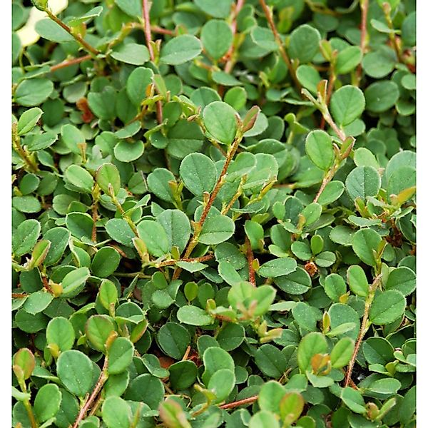 Hochstamm Kriechmispel Frieders Evergreen 100-125cm - Cotoneaster dammeri günstig online kaufen