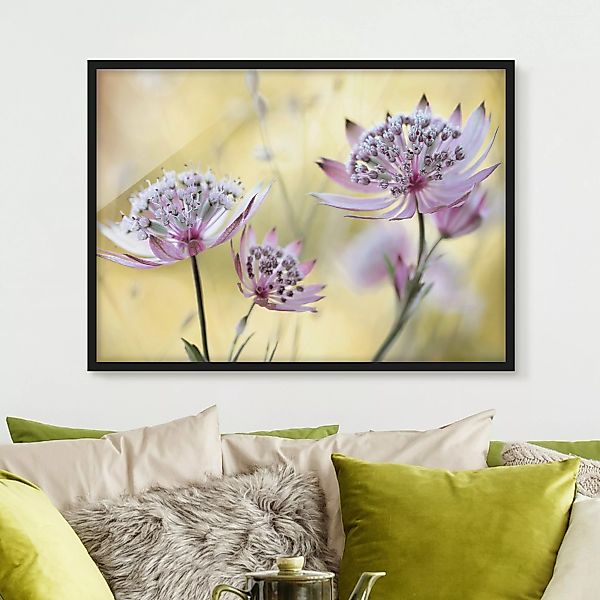 Bild mit Rahmen Blumen - Querformat Astrantia Major günstig online kaufen