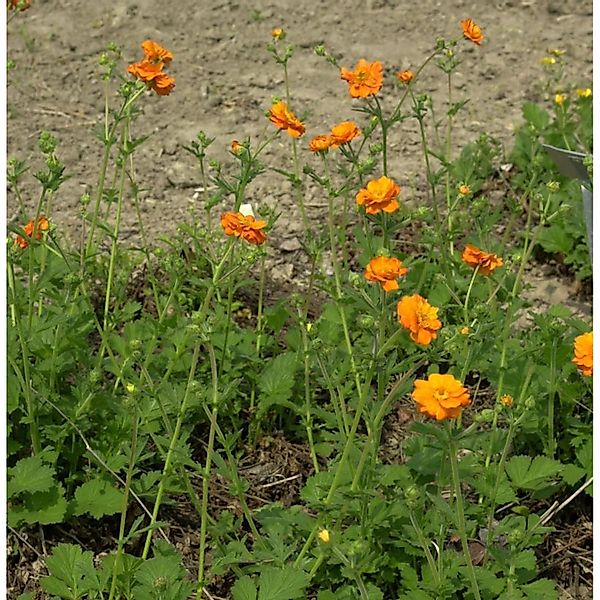 Nelkenwurz Totally Tangerine - Geum coccineum günstig online kaufen